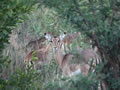 Impala Through The Bushes, Pilanesberg National Park, &copy;Julie Holden